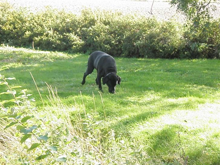 Labrador retriever Vaks - Vaks "læser avis" billede 1