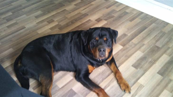 Rottweiler Dingo SOLGT billede 6