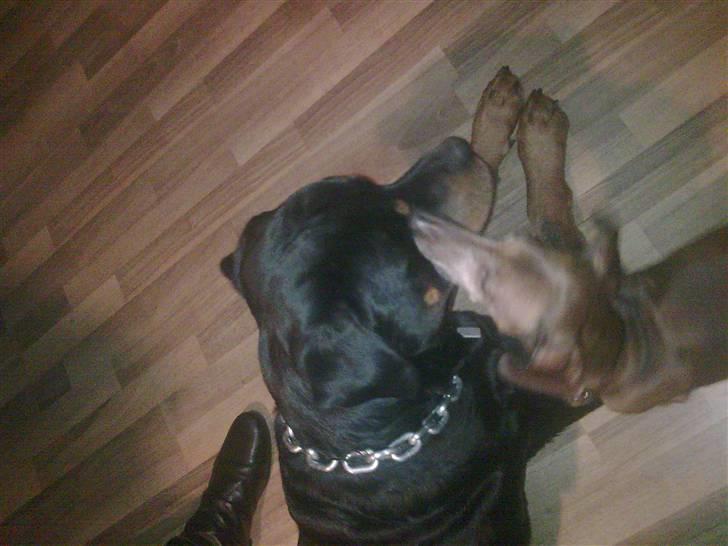 Rottweiler Dingo SOLGT billede 7