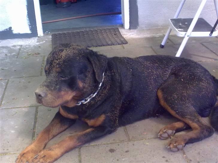 Rottweiler Dingo SOLGT billede 8