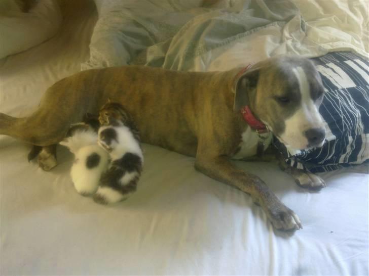 Amerikansk staffordshire terrier Bella - Bella sammen med mislingerne :-) billede 11