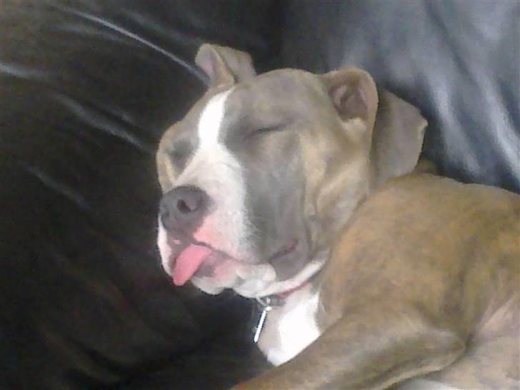 Amerikansk staffordshire terrier Bella - Bellas mening om muskelhunde forbud...... billede 12