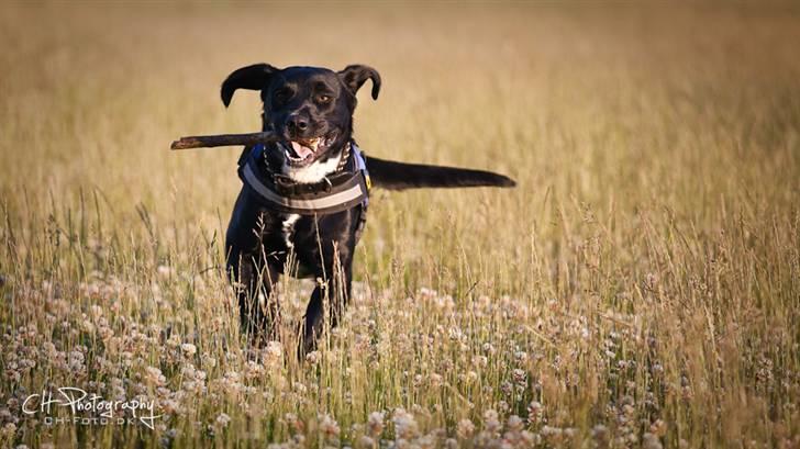 Blanding af racer lab/engelskspringer Lucky billede 15