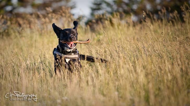 Blanding af racer lab/engelskspringer Lucky billede 23