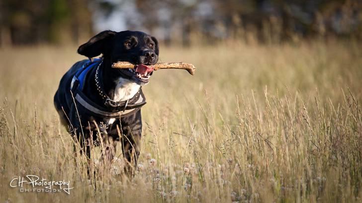 Blanding af racer lab/engelskspringer Lucky billede 24