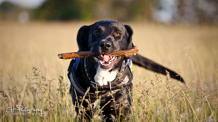 Blanding af racer lab/engelskspringer Lucky billede 25