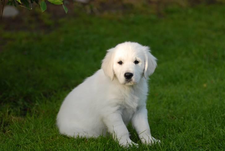 Golden retriever Freya billede 1