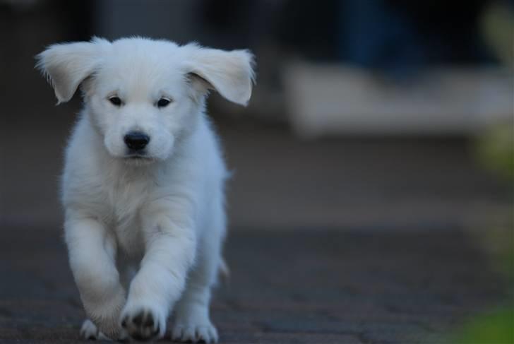 Golden retriever Freya billede 3