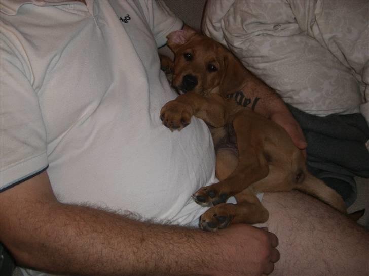 Blanding af racer Rocky - Putter ved far billede 12