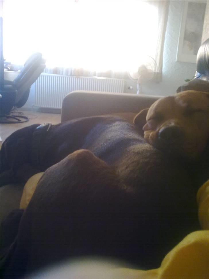 Blanding af racer bamse billede 10