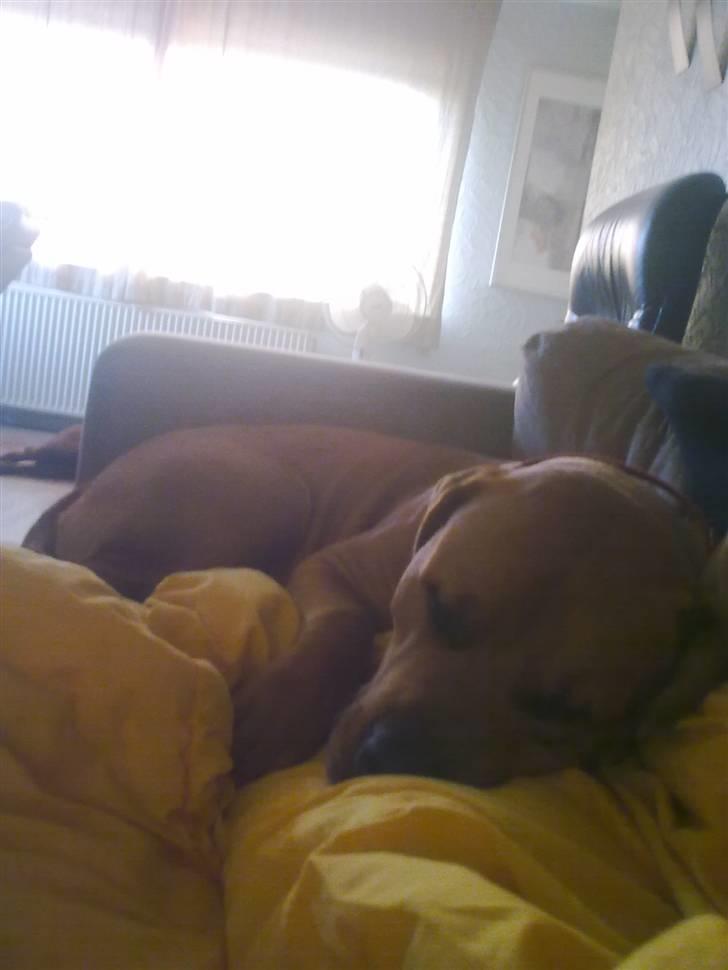 Blanding af racer bamse billede 11