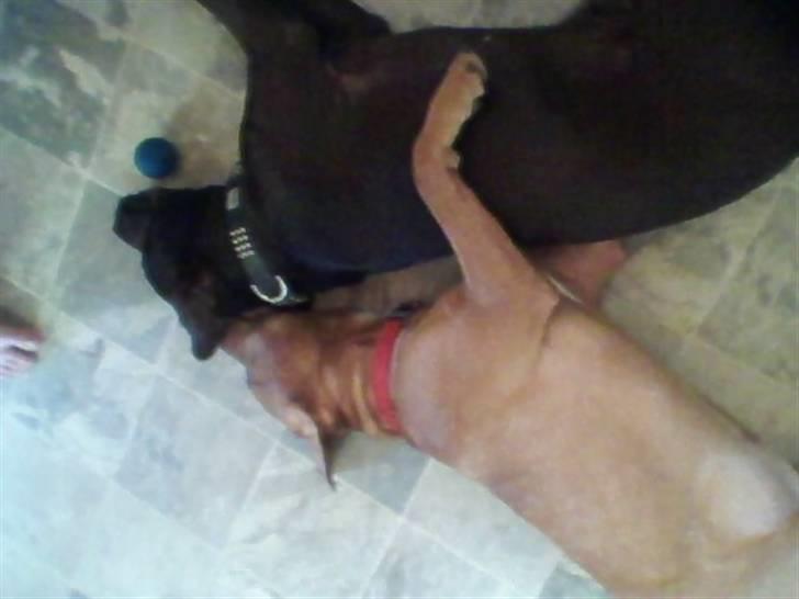 Blanding af racer bamse billede 12