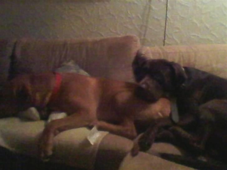 Blanding af racer bamse billede 13