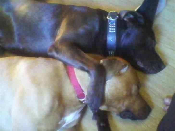 Blanding af racer bamse - Se det er min kærste, men da der er lidt "ulovligt" i hende, må hun desværre ikke få sin egen porfil herinde :(  billede 14