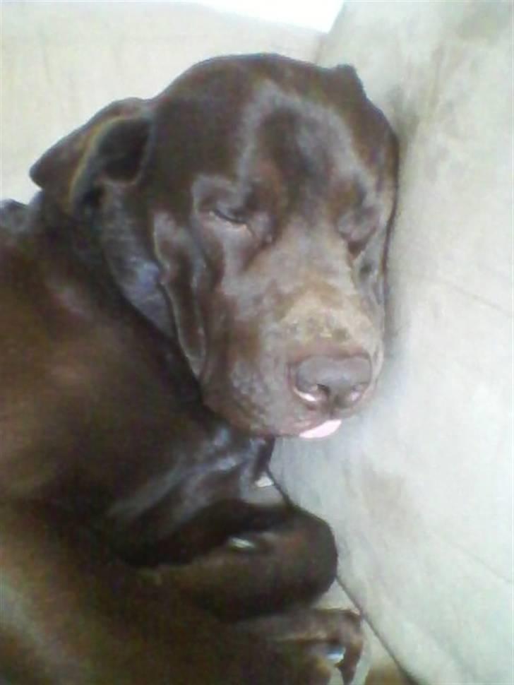 Blanding af racer bamse billede 15