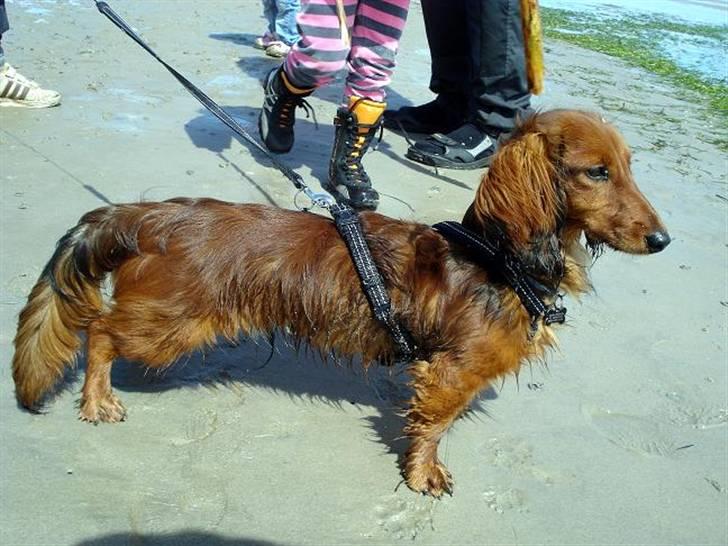 Dværggravhund Victor (Solgt) - Victor er en tur ved vandet. billede 19