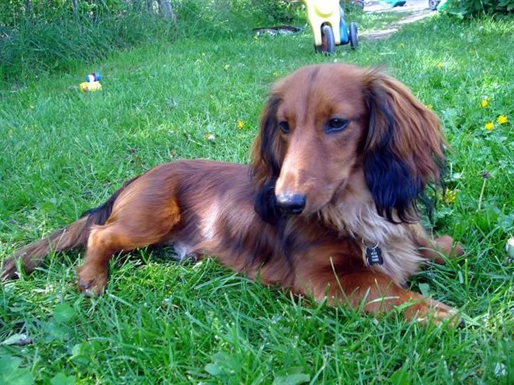 Dværggravhund Victor (Solgt) - 9 mdr. gammel og helt vidunderlig: billede 20