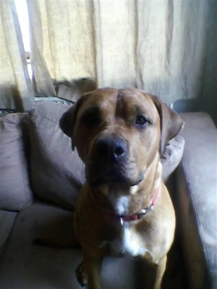 Blanding af racer bamse billede 16