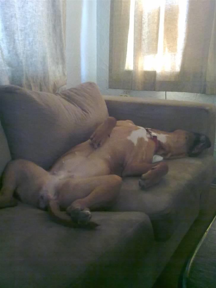 Blanding af racer bamse billede 17