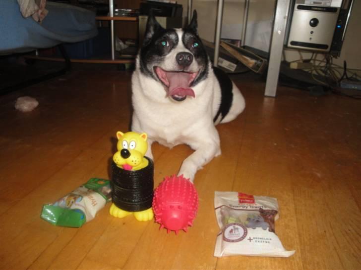 Blanding af racer Himmelhund Charlie  - elsker pivdyr som jeg fik i gave på min fødselsdag den 6-6-2010 billede 15