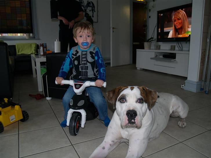 Amerikansk bulldog Kettner´s Genie R.I.P - The gang :-) billede 8