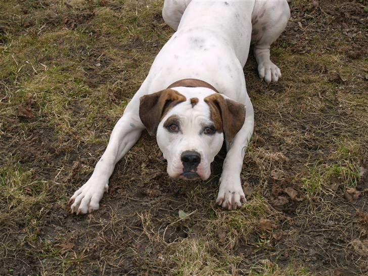 Amerikansk bulldog Kettner´s Genie R.I.P - Kom nu! kom nu! kom nu! billede 9