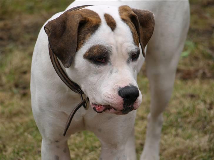 Amerikansk bulldog Kettner´s Genie R.I.P billede 10