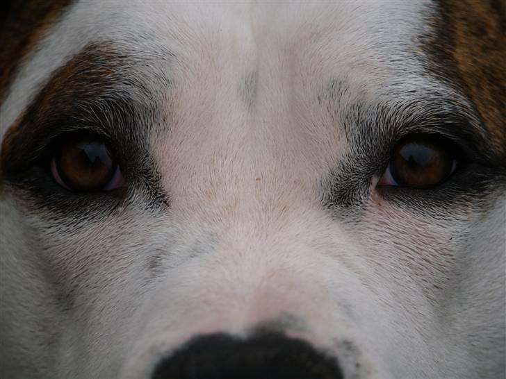 Amerikansk bulldog Kettner´s Genie R.I.P - Smukke Øjne... billede 11