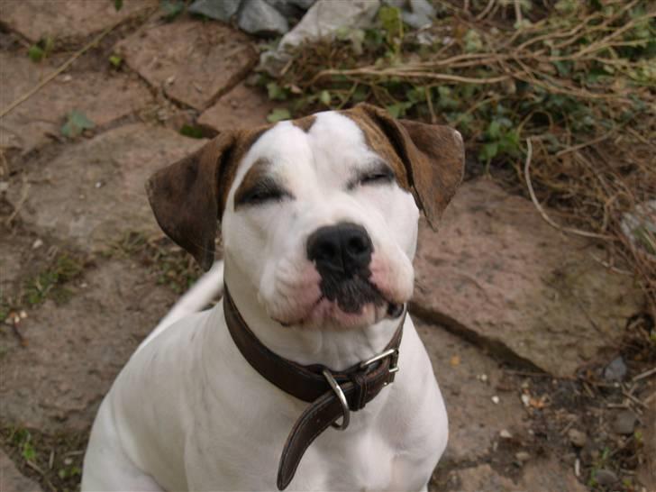 Amerikansk bulldog Kettner´s Genie R.I.P - Smiler:-) billede 12