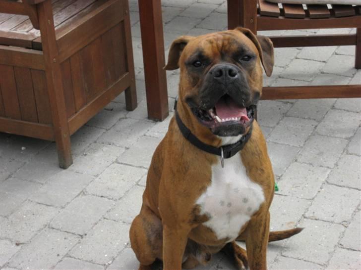 Boxer Bumle billede 17