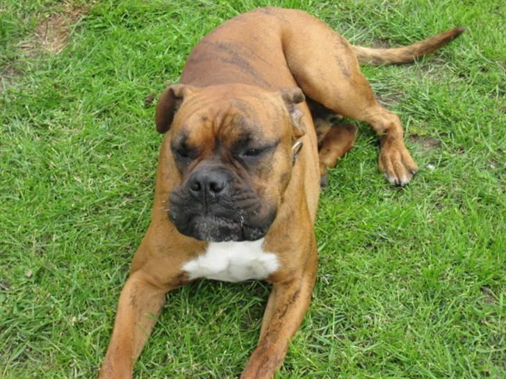 Boxer Bumle billede 18