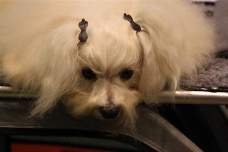 Bichon havanais Jabir's Danés Jalapeno - Penjo "hænger ud" inden hans skal i ringen Nyborg 2009 billede 19