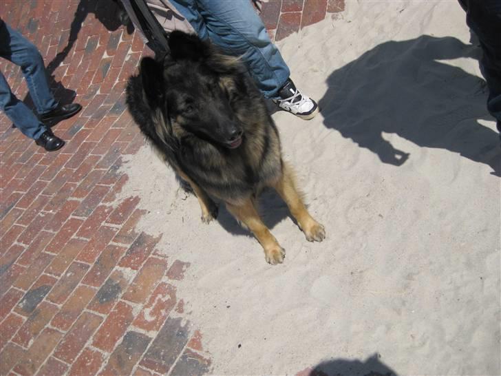 Blanding af racer Balou billede 6