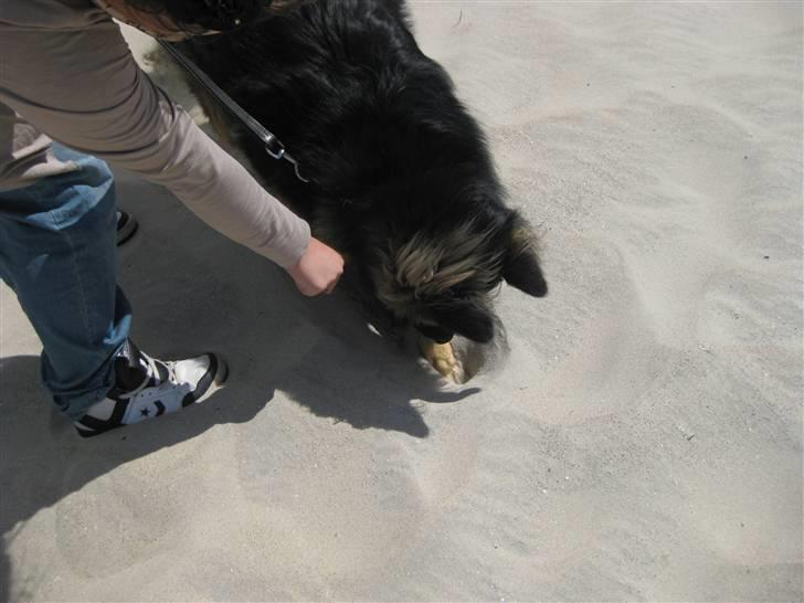 Blanding af racer Balou - Balou graver på kommando (: billede 7