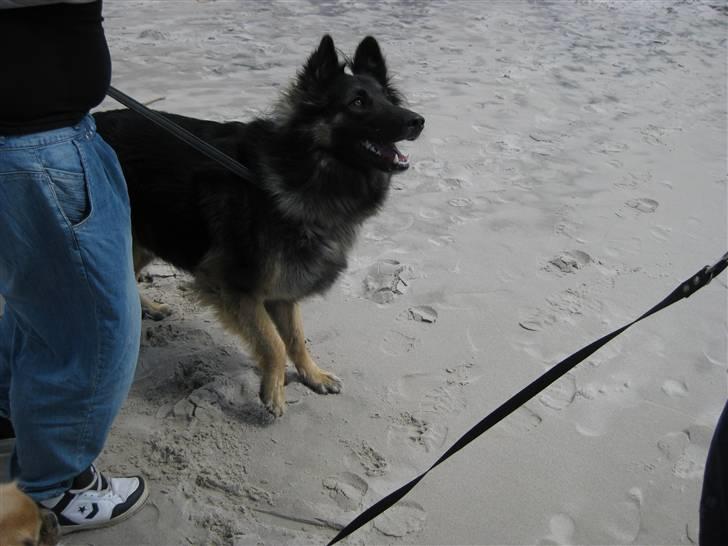 Blanding af racer Balou - Balou har vist set pinden (: billede 8