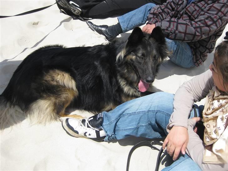 Blanding af racer Balou - Tager lige en slapper på stranden (: billede 9