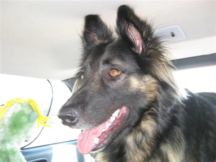 Blanding af racer Balou - Balou så vist lige noget spændende (: billede 10