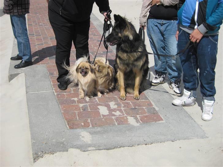 Blanding af racer Balou - Balou med hans to nye venner Ganya og Kichi (: billede 11