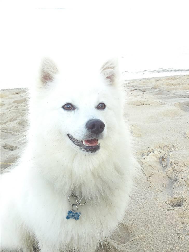 Japansk spids Balto Billeder af hunde Uploaded af ;<em>Balto&amp;Camilla</em>;
