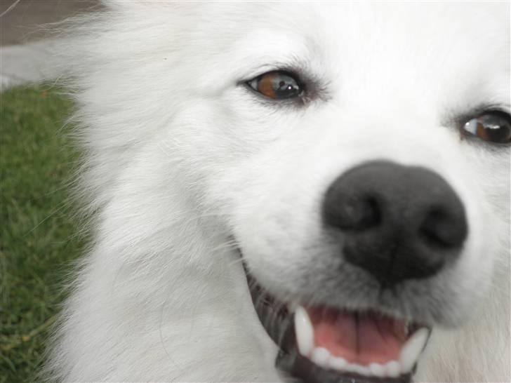 Japansk spids Balto - Balto i haven!  billede 18