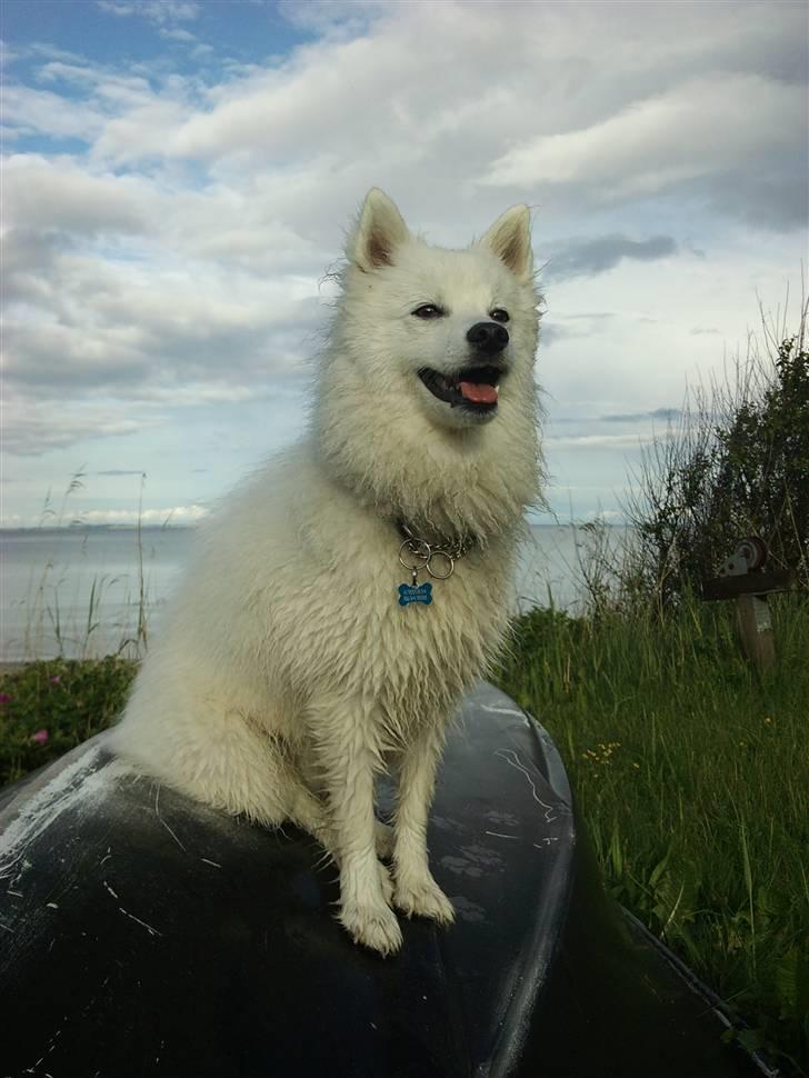 Japansk spids Balto - Balto ved Rude strand billede 19