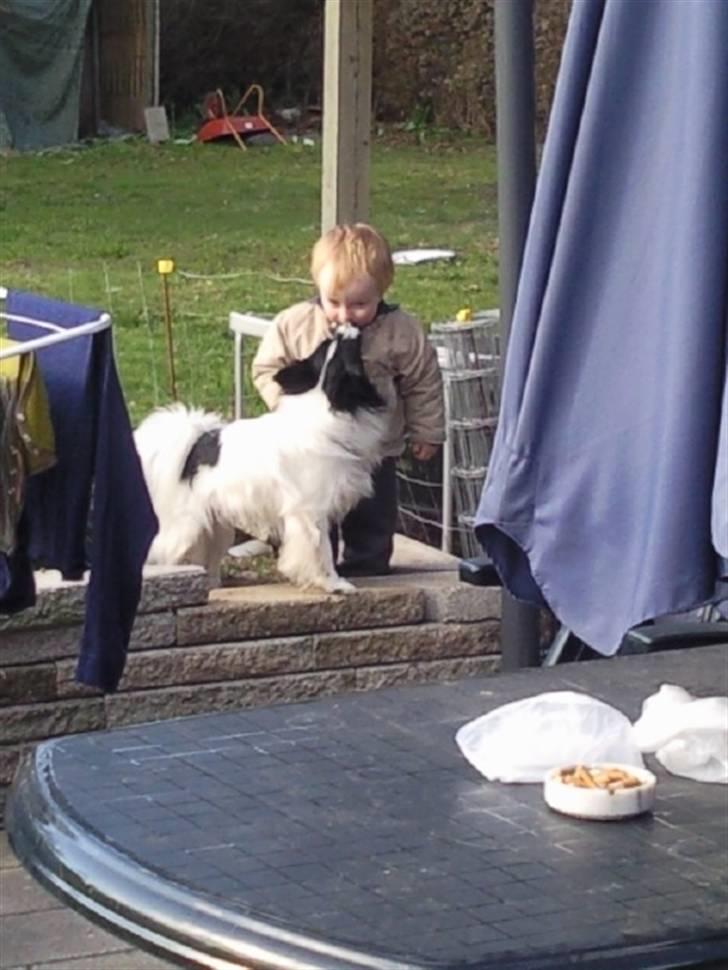 Papillon Sigurd billede 7