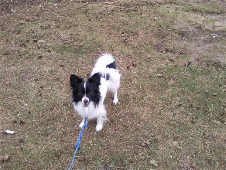 Papillon Sigurd billede 8