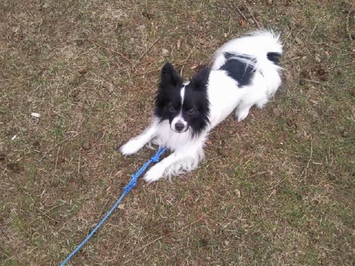 Papillon Sigurd billede 9