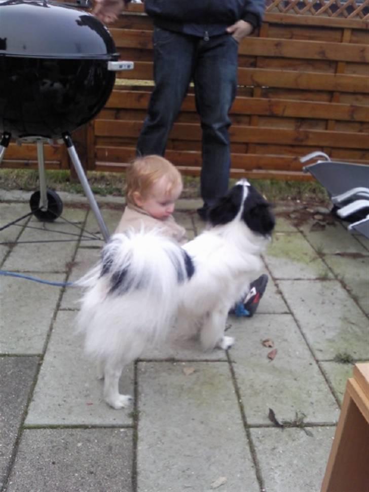 Papillon Sigurd billede 10