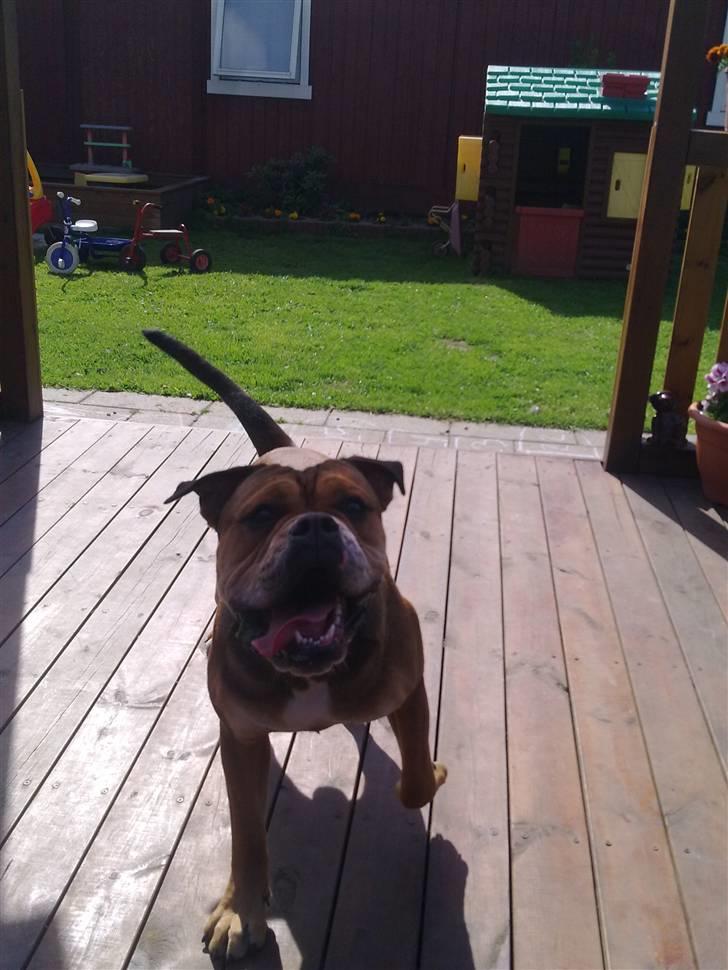 Olde english bulldogge Milo - 9måneder billede 7