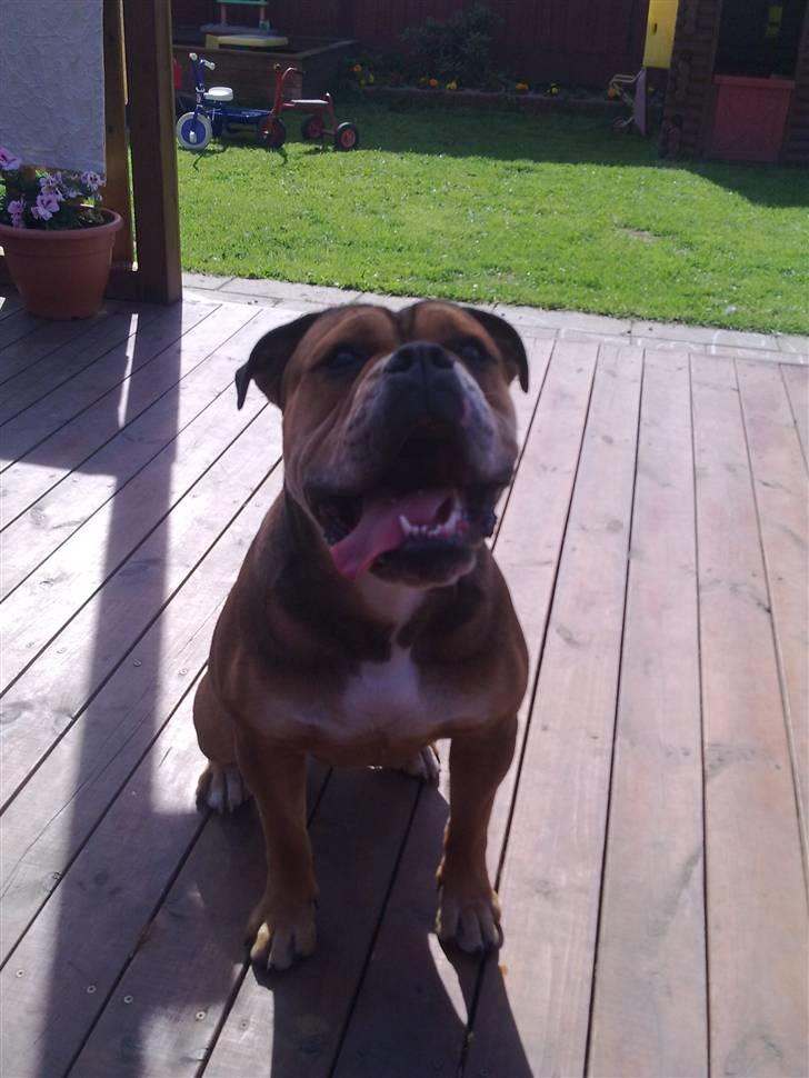 Olde english bulldogge Milo - 9måneder billede 8