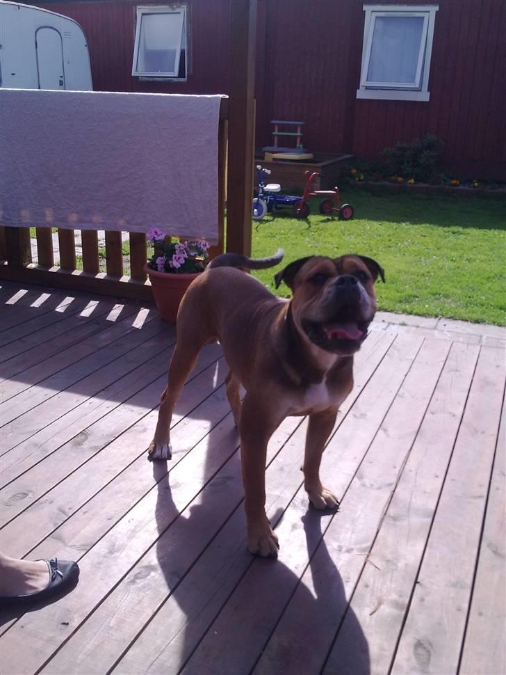 Olde english bulldogge Milo - 9måneder billede 9