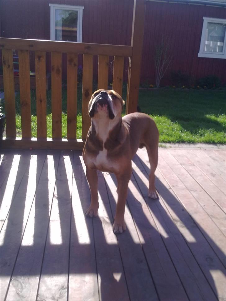 Olde english bulldogge Milo - 9måneder billede 10