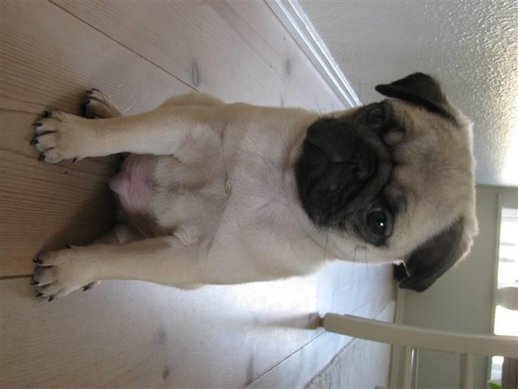 Mops Uffe - Uffe 8 uger gammel billede 2